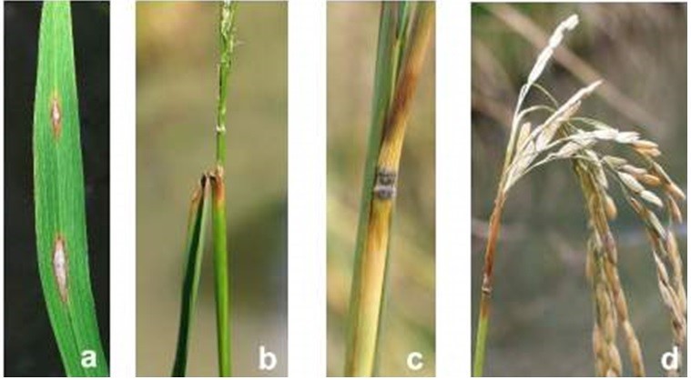 Triệu chứng bệnh lần lượt trên lá, cổ lá, đốt thân và cổ bông.