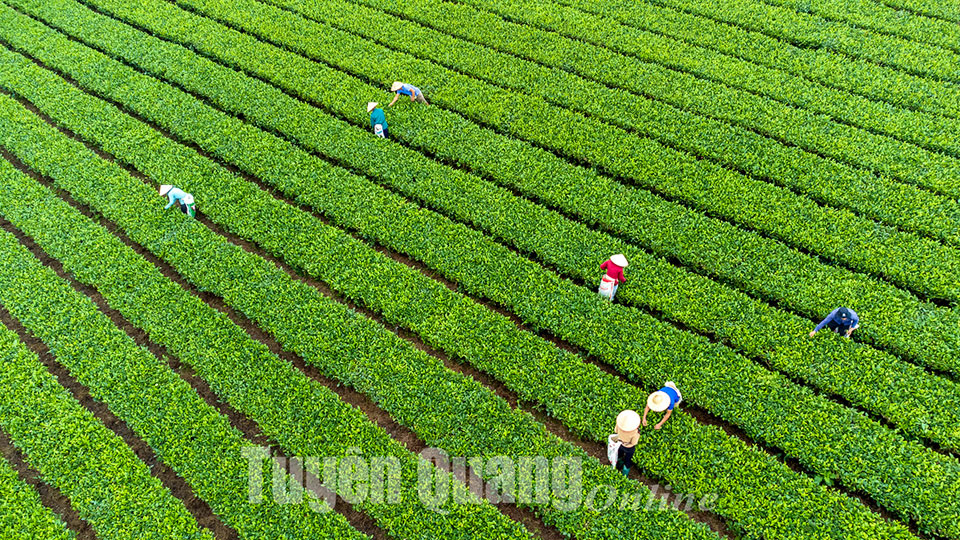 Chè xanh Làng Bát, xã Tân Thành, Hàm Yên thương hiệu được khẳng định. Ảnh: Quang Hòa.