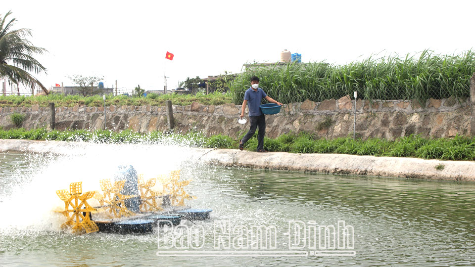 Hội viên nông dân xã Giao Hải (Giao Thủy) phát triển nghề nuôi thủy sản.  Bài và ảnh: Lam Hồng