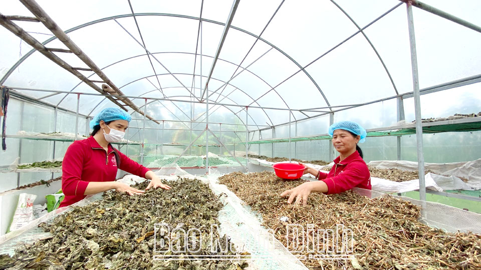 Chế biến dược liệu trong nhà kính tại cơ sở của bà Đỗ Thị Gấm, xã Hải Tây (Hải Hậu).