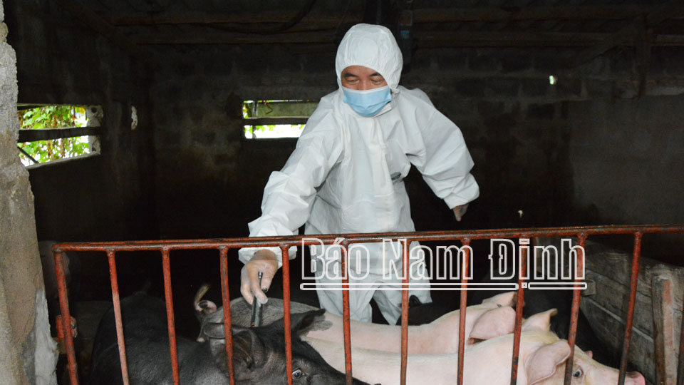 Cán bộ thú y xã Tân Thành (Vụ Bản) thực hiện kế hoạch tiêm phòng vụ thu năm 2022 cho đàn lợn.