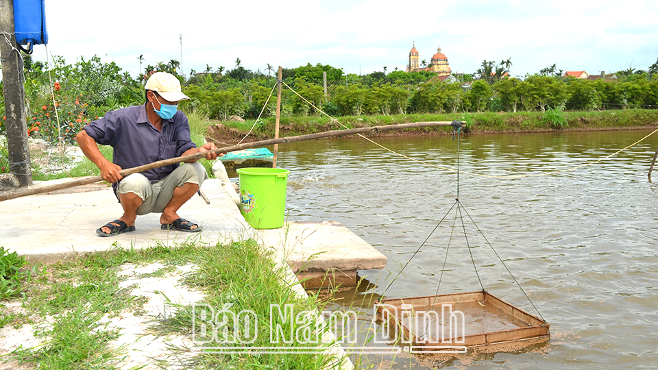 Được Ngân hàng CSXH huyện Hải Hậu tiếp vốn, gia đình chị Nguyễn Thị Tho ở xóm Hải Điền, xã Hải Đông đã phát triển kinh tế gia đình ổn định.