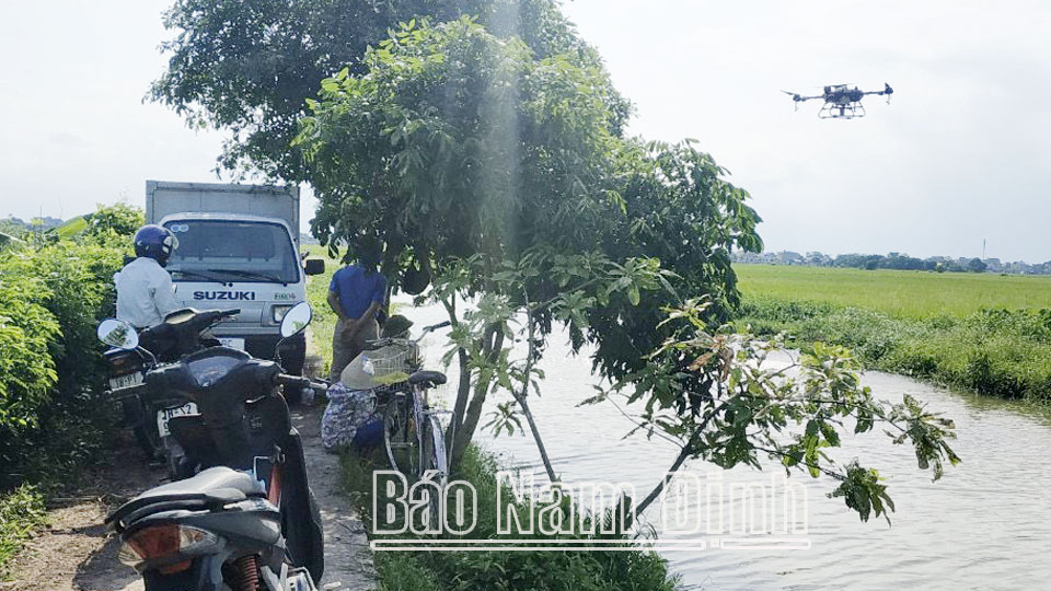 Sử dụng thiết bị bay phun thuốc trừ sâu trong vụ mùa 2022 tại xã Trung Đông (Trực Ninh).