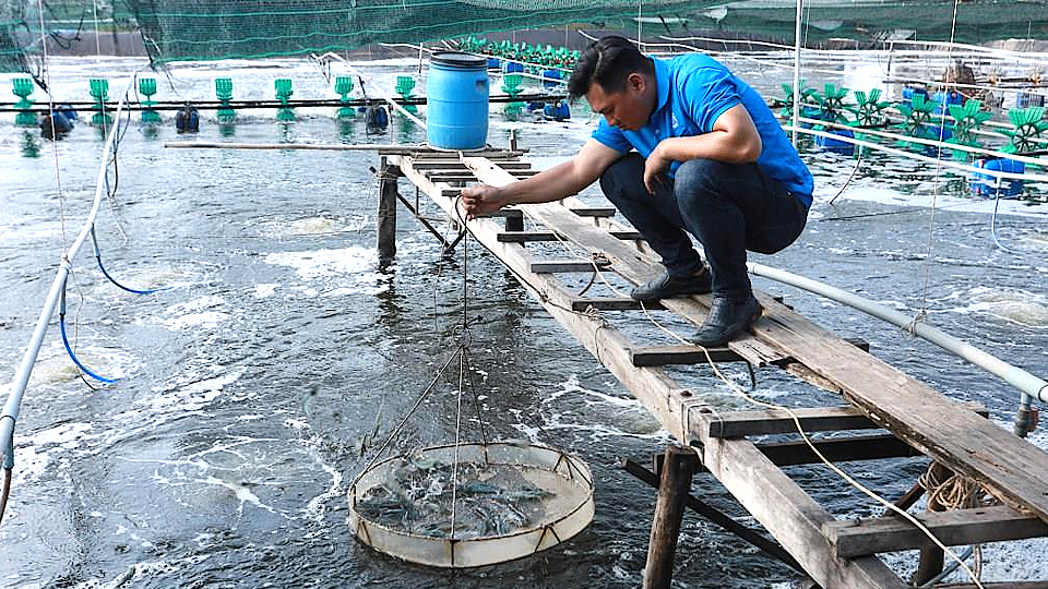 Mô hình nuôi tôm công nghệ GroFarm đạt trên 90 ngày tuổi.