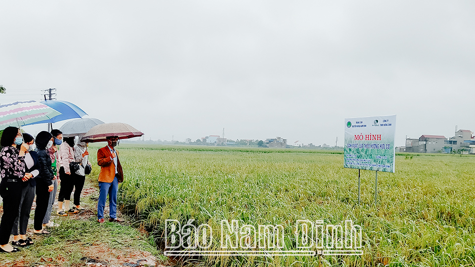 Tham quan mô hình sản xuất lúa hữu cơ tại xã Liêm Hải (Trực Ninh).