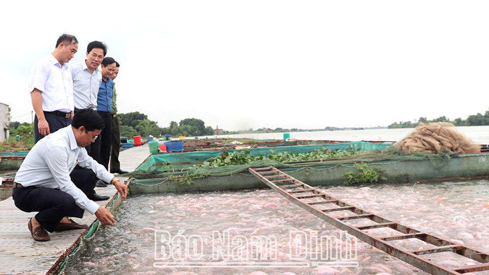 Mô hình nuôi cá lồng bè hiệu quả kinh tế cao tại xã Yên Phúc (Ý Yên).