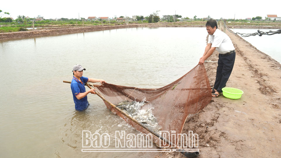 Được vốn Agribank tiếp sức, ông Nguyễn Văn Hoan ở thị trấn Rạng Đông (Nghĩa Hưng) đã đầu tư mô hình nuôi cá mú kết hợp tôm thẻ chân trắng đem lại thu nhập hàng trăm triệu đồng mỗi năm.