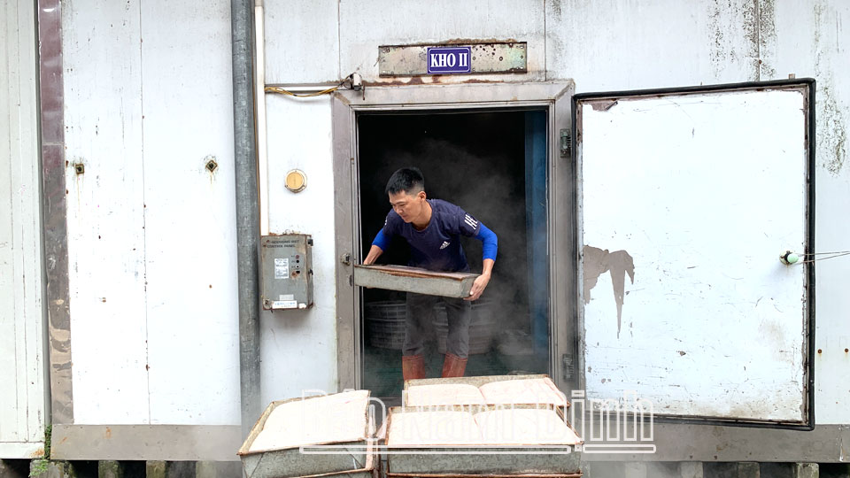 Vận chuyển hải sản đông lạnh tại Công ty TNHH một thành viên Hải sản Hùng Vương (Giao Thuỷ).
